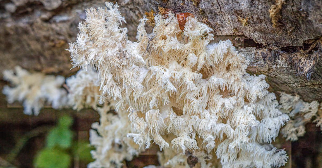Cápsulas de suplemento de Lion's Mane sobre una mesa de madera