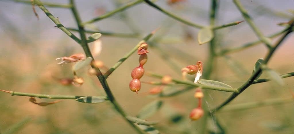 Manna de Hedysarum