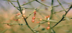 Manna de Hedysarum
