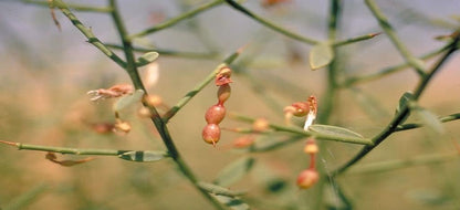 Manna de Hedysarum – Image 2