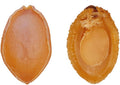 Dried Abalone (100 g)