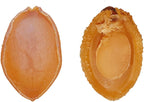 Dried Abalone (100 g)