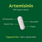 BESTVITE Artemisinina 500 mg por Cápsula (60 Cápsulas Vegetales) - Sin Estearatos - Sin Agentes de Flujo - Sin Rellenos - Vegano - Sin Gluten - No OGM