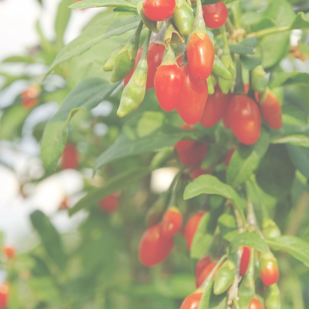 PURE ORIGINAL INGREDIENTS Cápsulas de Goji Berry (100 Cápsulas) - Siempre Puro, Sin Aditivos ni Rellenos