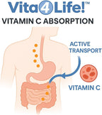 Vita4Life Vitamina C 1000 mg con Zinc y Bioflavonoides - 240 Cápsulas