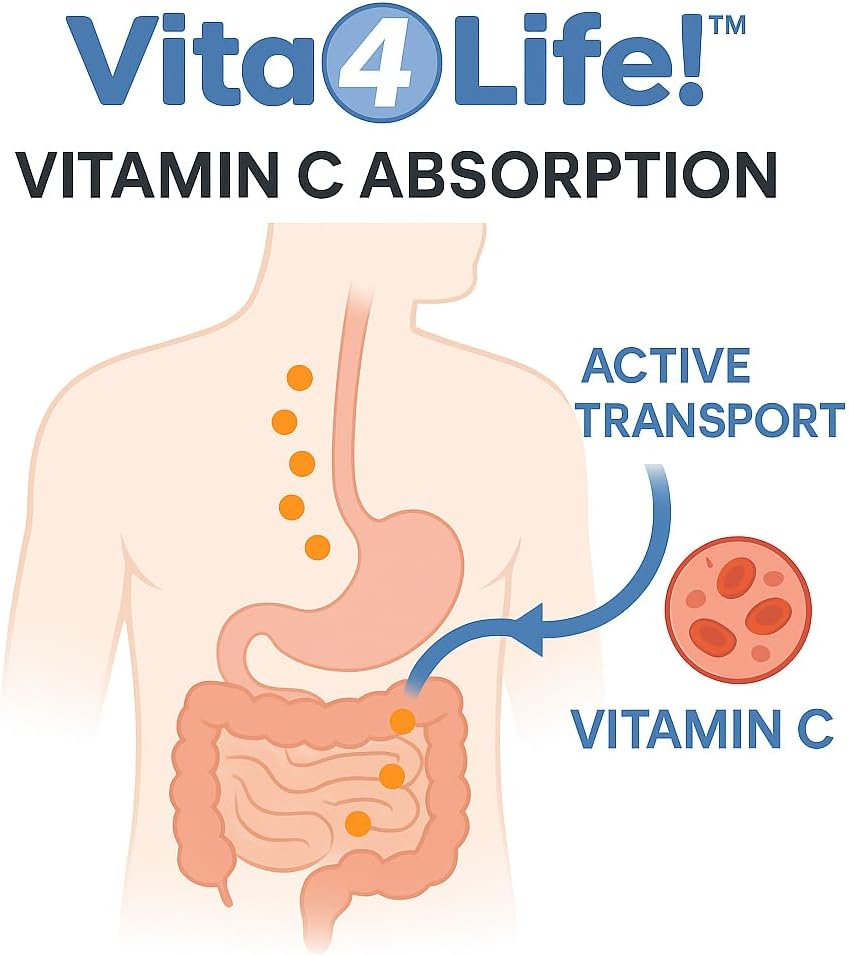 Vita4Life Vitamina C 1000 mg con Zinc y Bioflavonoides - 240 Cápsulas