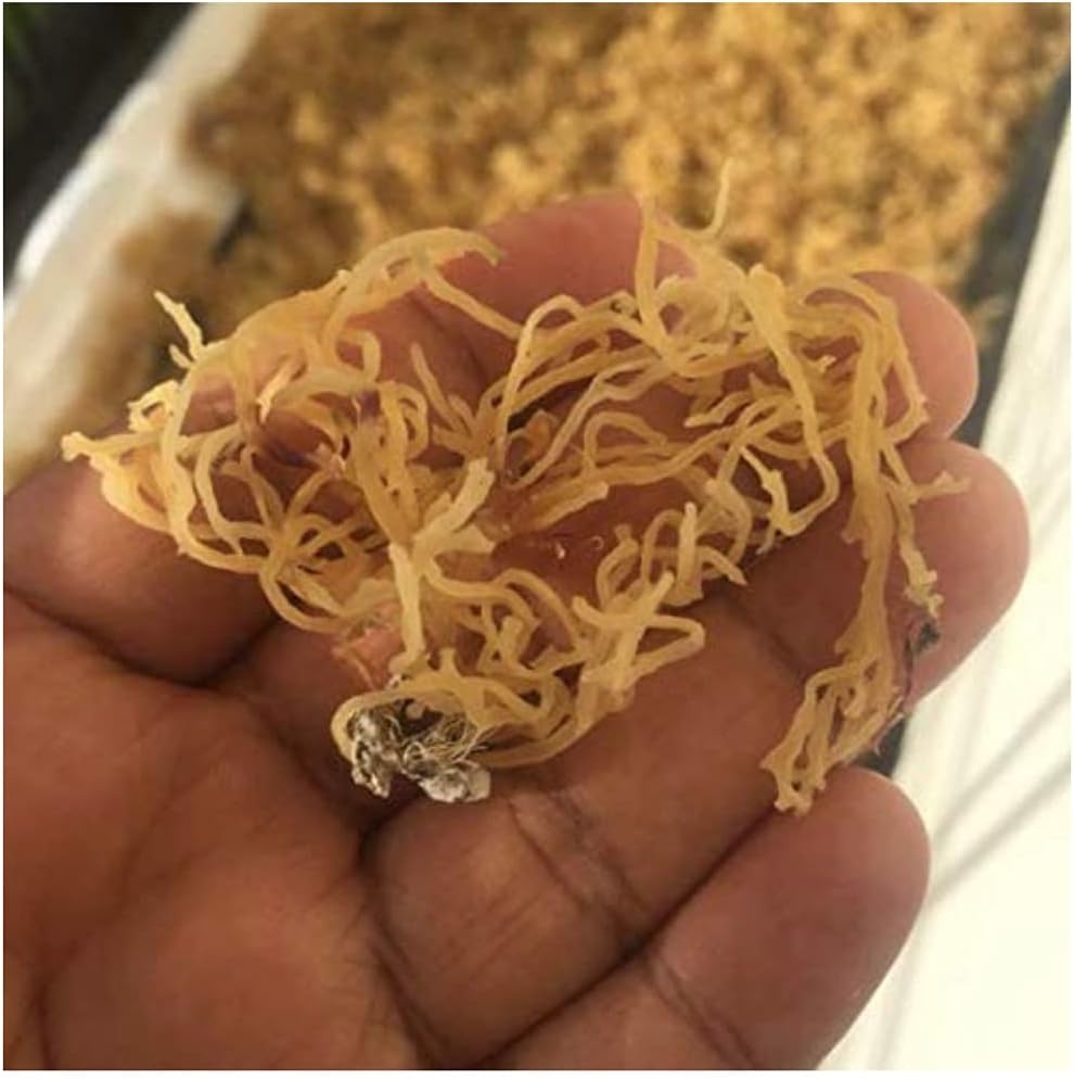 Polvo de Musgo Marino Silvestre - 227 g - Wildcrafted Irish Sea Moss - Sin Rellenos ni Aditivos