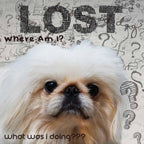 The Blissful Dog Pekingese Age Well Spray Aromatherapy