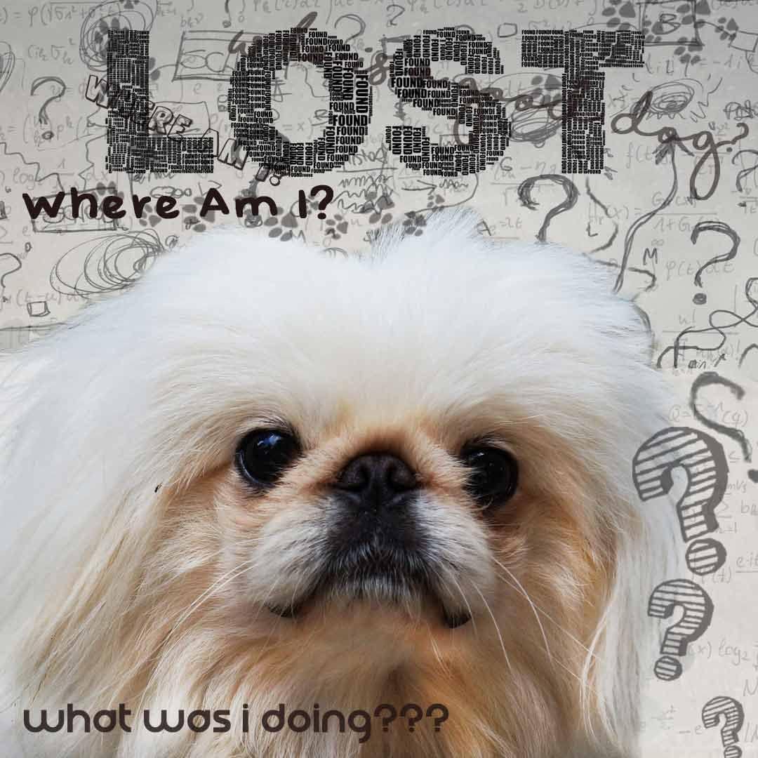 The Blissful Dog Pekingese Age Well Spray Aromatherapy – Image 5