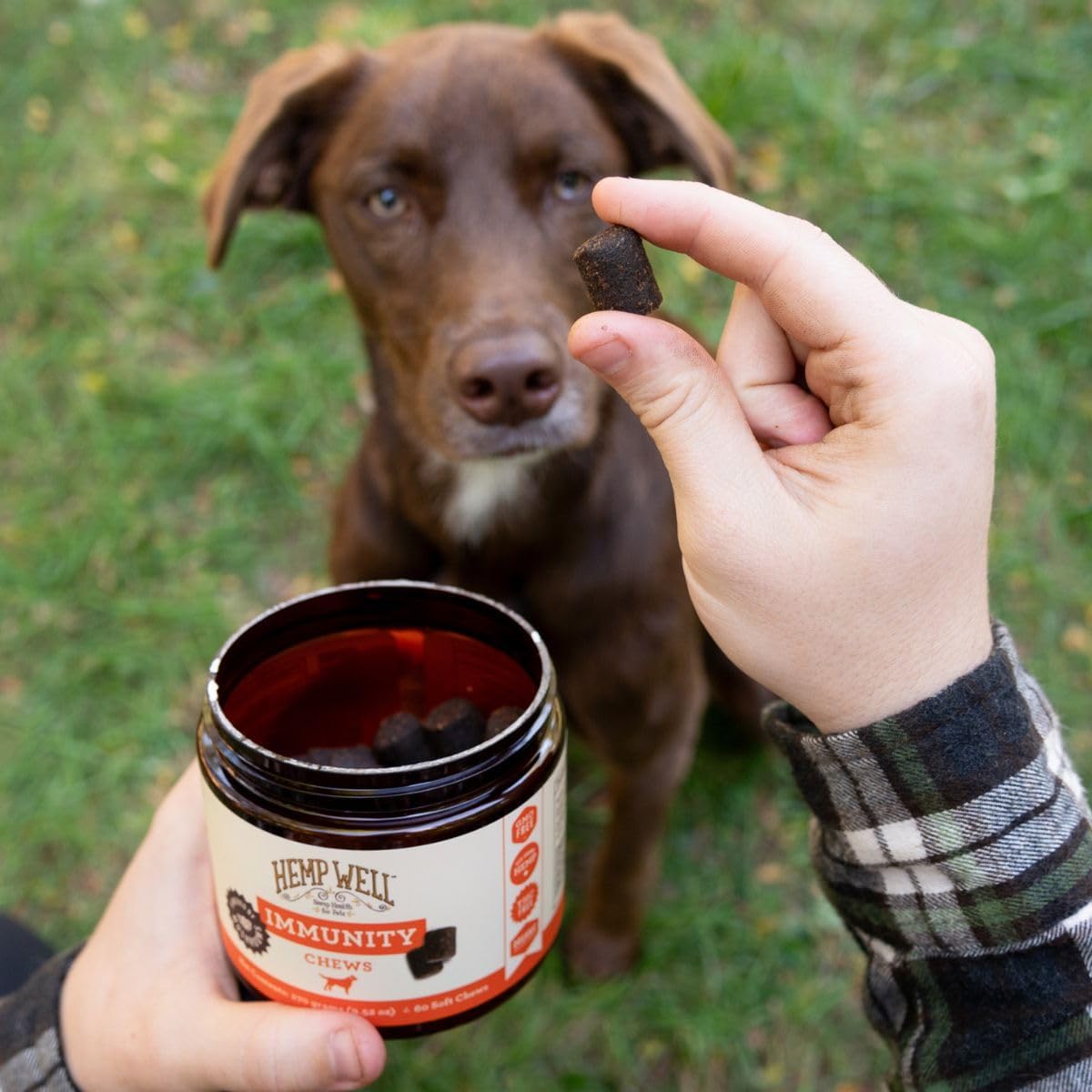 Hemp Well Immune - Masticables Blandos para Perros con Hongos Funcionales (60 uds)