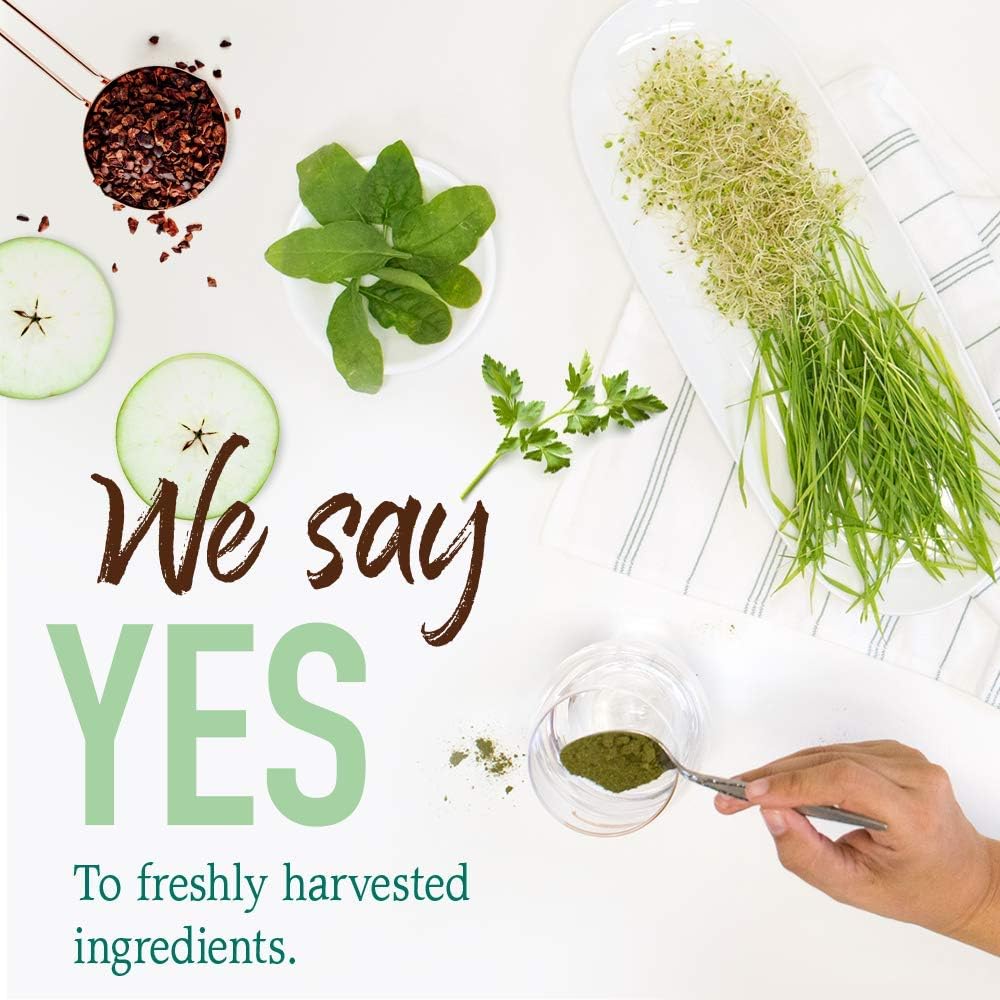 Garden of Life Raw Organic Perfect Food Green Superfood Juiced Greens Powder - Chocolate, 60 Raciones