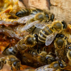 Earthborn Elements Propóleo de Abeja (200 Cápsulas) Puro y Natural, Sin Gluten y No-GMO