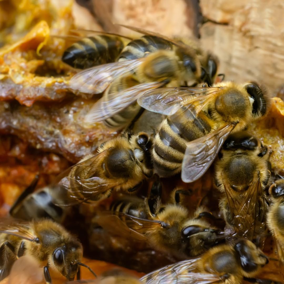 Earthborn Elements Propóleo de Abeja (200 Cápsulas) Puro y Natural, Sin Gluten y No-GMO