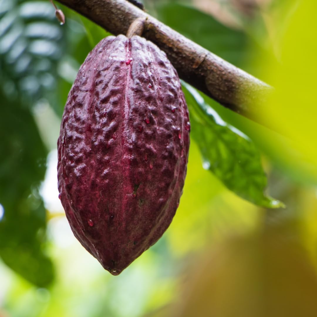 Earthborn Elements Cacao en Cápsulas (200 Cápsulas), Puro y Sin Diluir, Sin Aditivos