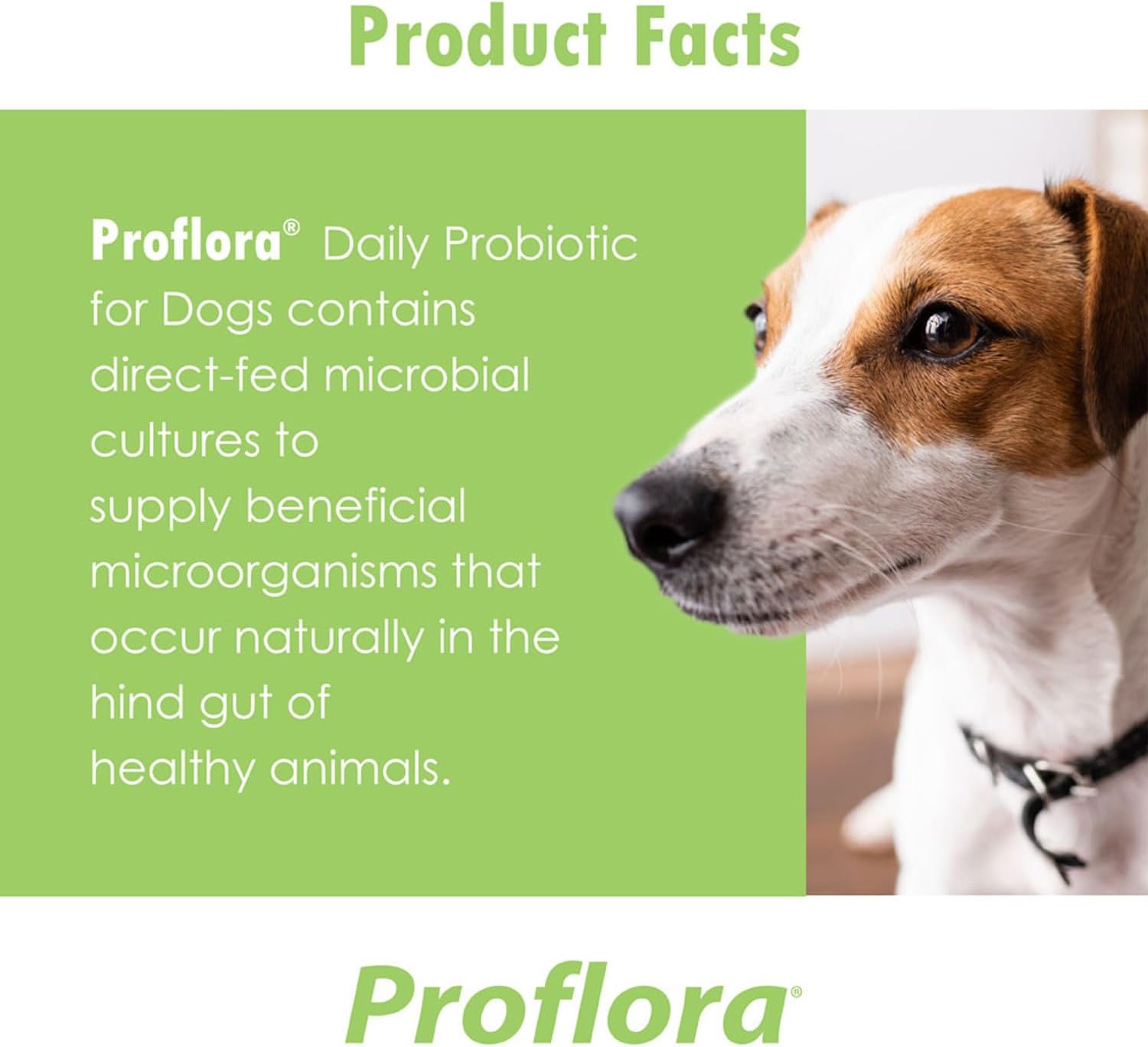 Proflora Probiótico para Perros - Digestión Saludable - Refuerzo del Sistema Inmunológico - Función Intestinal Normal - Salud de Piel y Pelaje - Suplemento para el Tracto Gastrointestinal - 90 Raciones, Paquete de 3