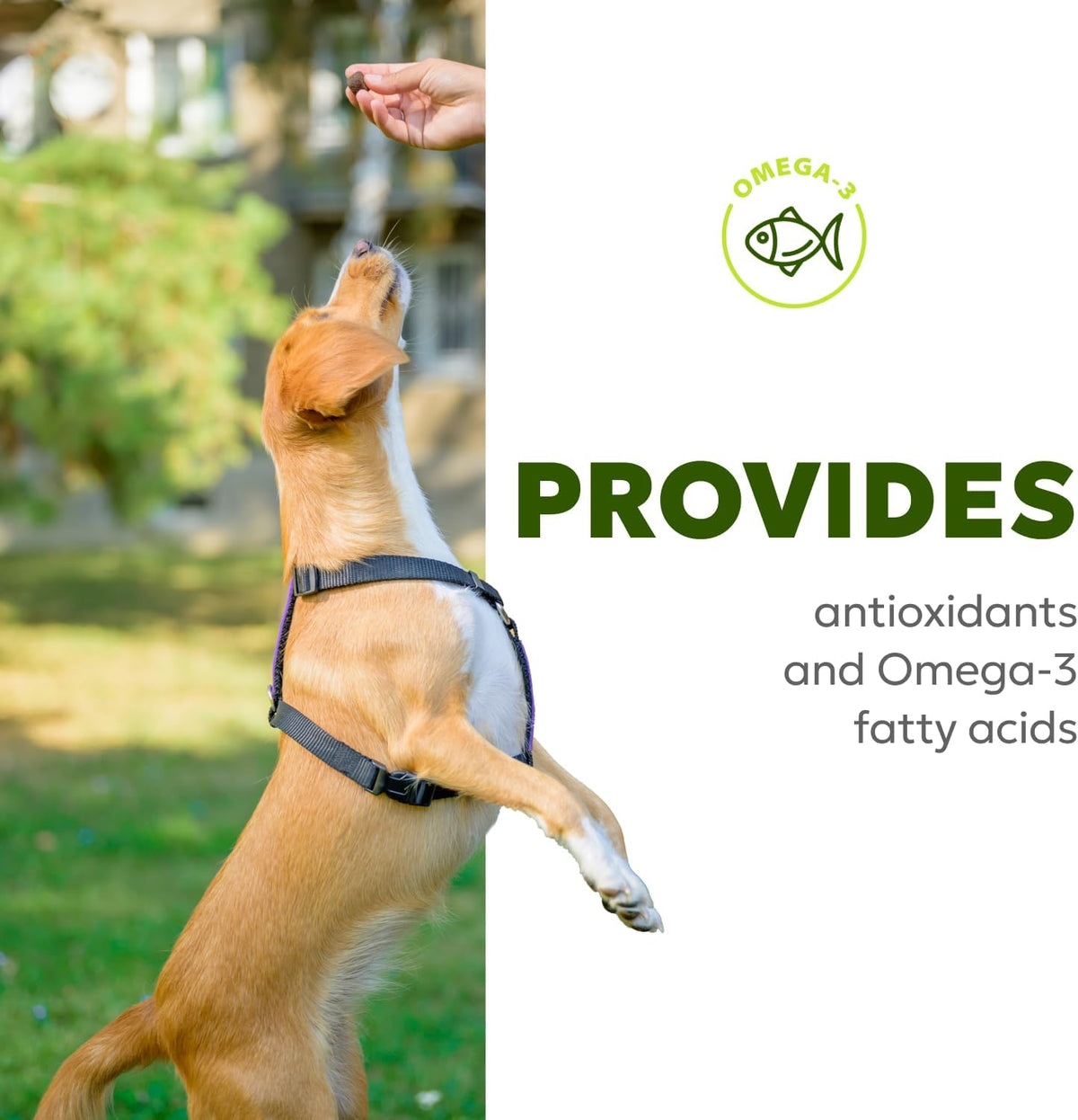 Wholesome Pet Wags – Snacks Blandos para Alivio de Alergias y Picor en Perros – Omega-3, Biotina, Colágeno – 60 uds – Image 5