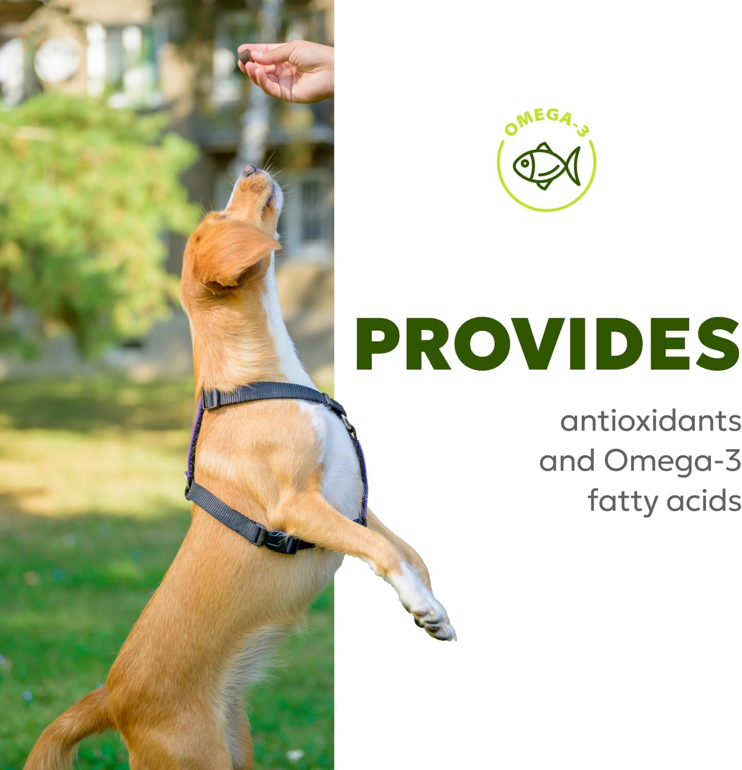 Wholesome Pet Wags – Snacks Blandos para Alivio de Alergias y Picor en Perros – Omega-3, Biotina, Colágeno – 60 uds