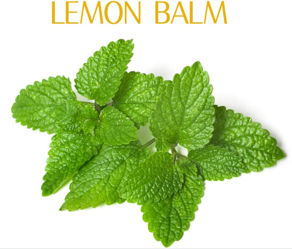 Organic Natural Pure 1.1LB Lemon Balm Extract Powder - 1.1 Pound (500 gramos)