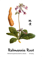 Dragon Herbs Primal Yin Replenisher -- 500 mg - 100 cápsulas
