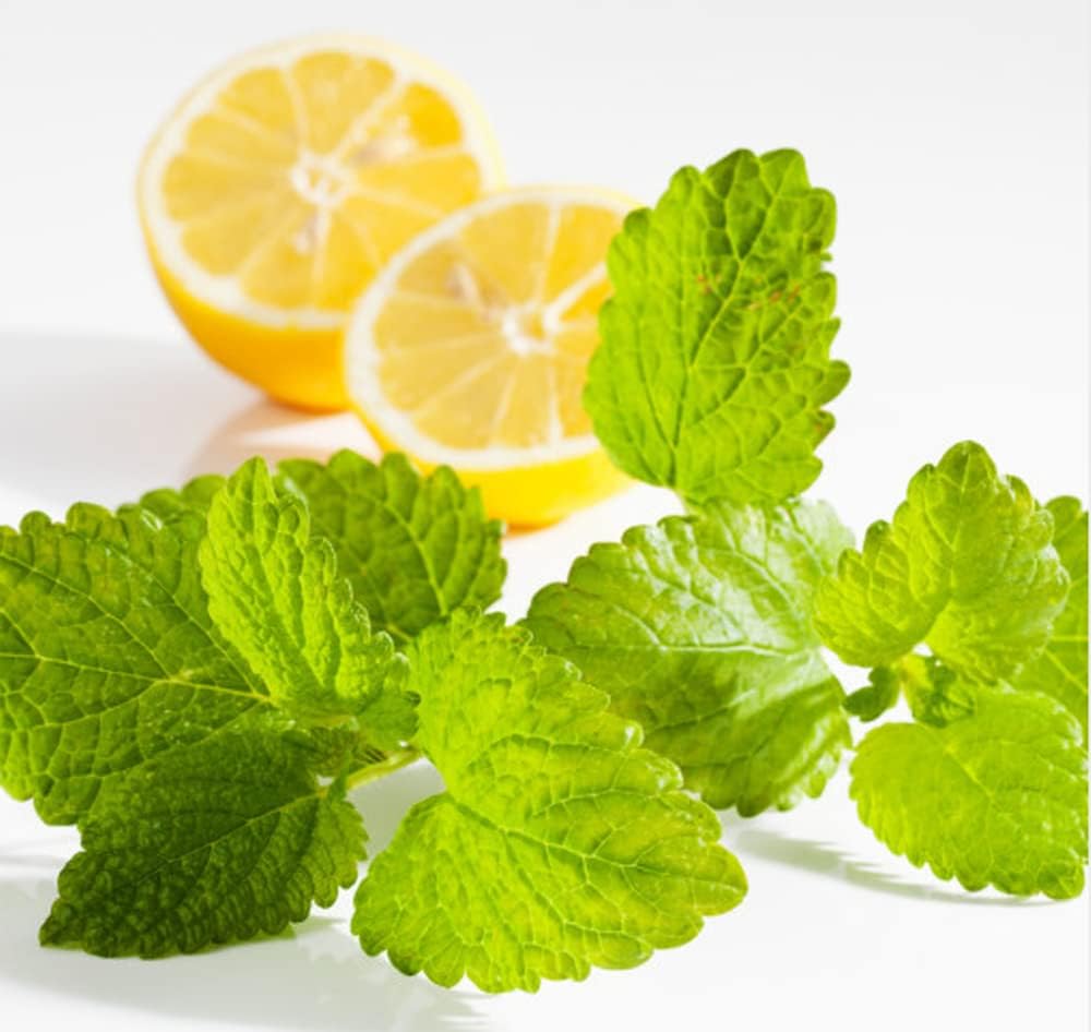 Organic Natural Pure 1.1LB Lemon Balm Extract Powder - 1.1 Pound (500 gramos)