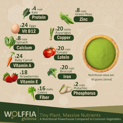 Wolffia globosa Superalimento Deshidratado | – Vitamina B12: Una fuente natural poco común en el mundo vegetal. La – Image 2