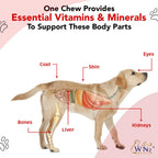 Multivitamínicos y Probióticos para Perros con Cúrcuma y Yucca - 60 Masticables