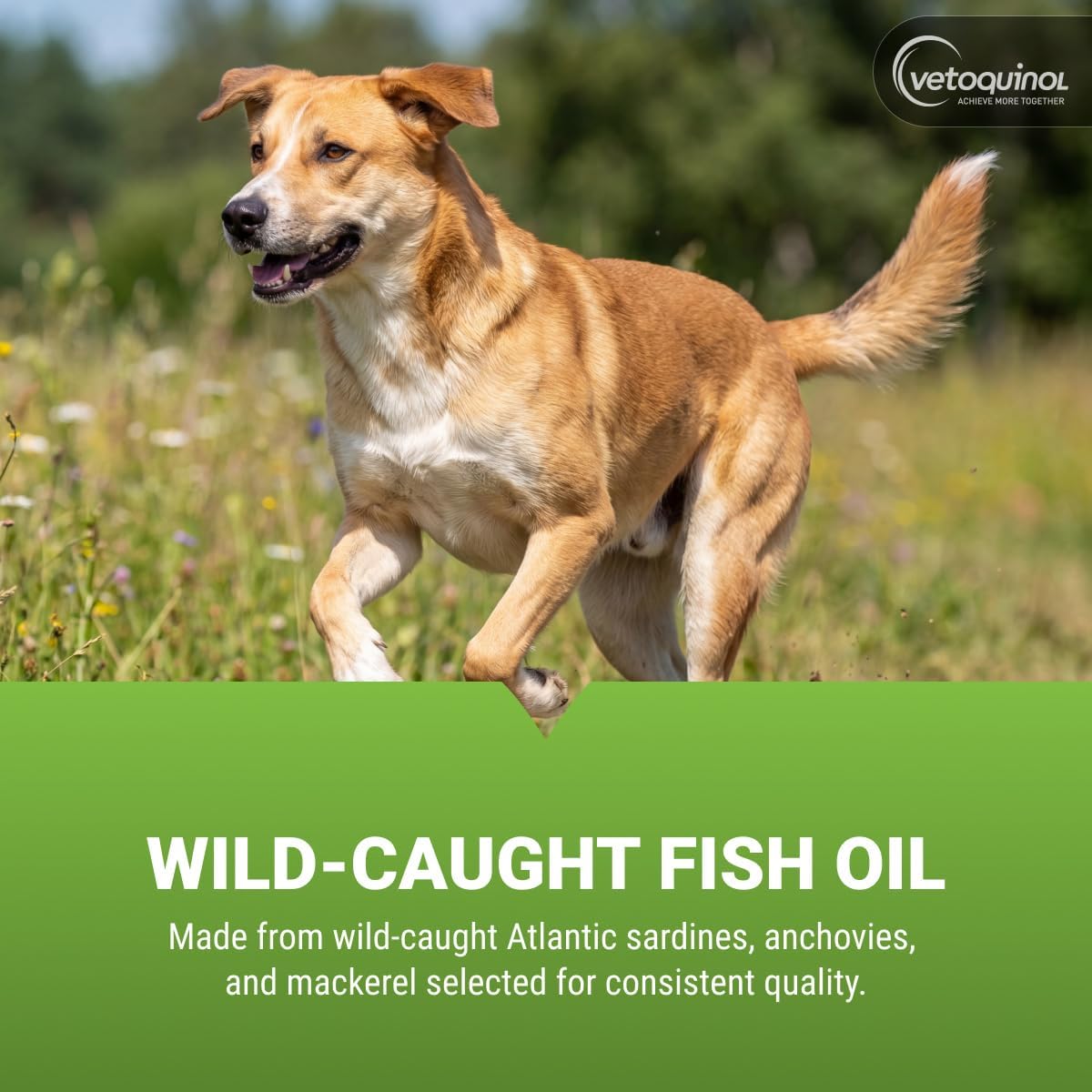 Vetoquinol Triglyceride Omega - Aceite de Pescado para Perros y Gatos - 250 Cápsulas