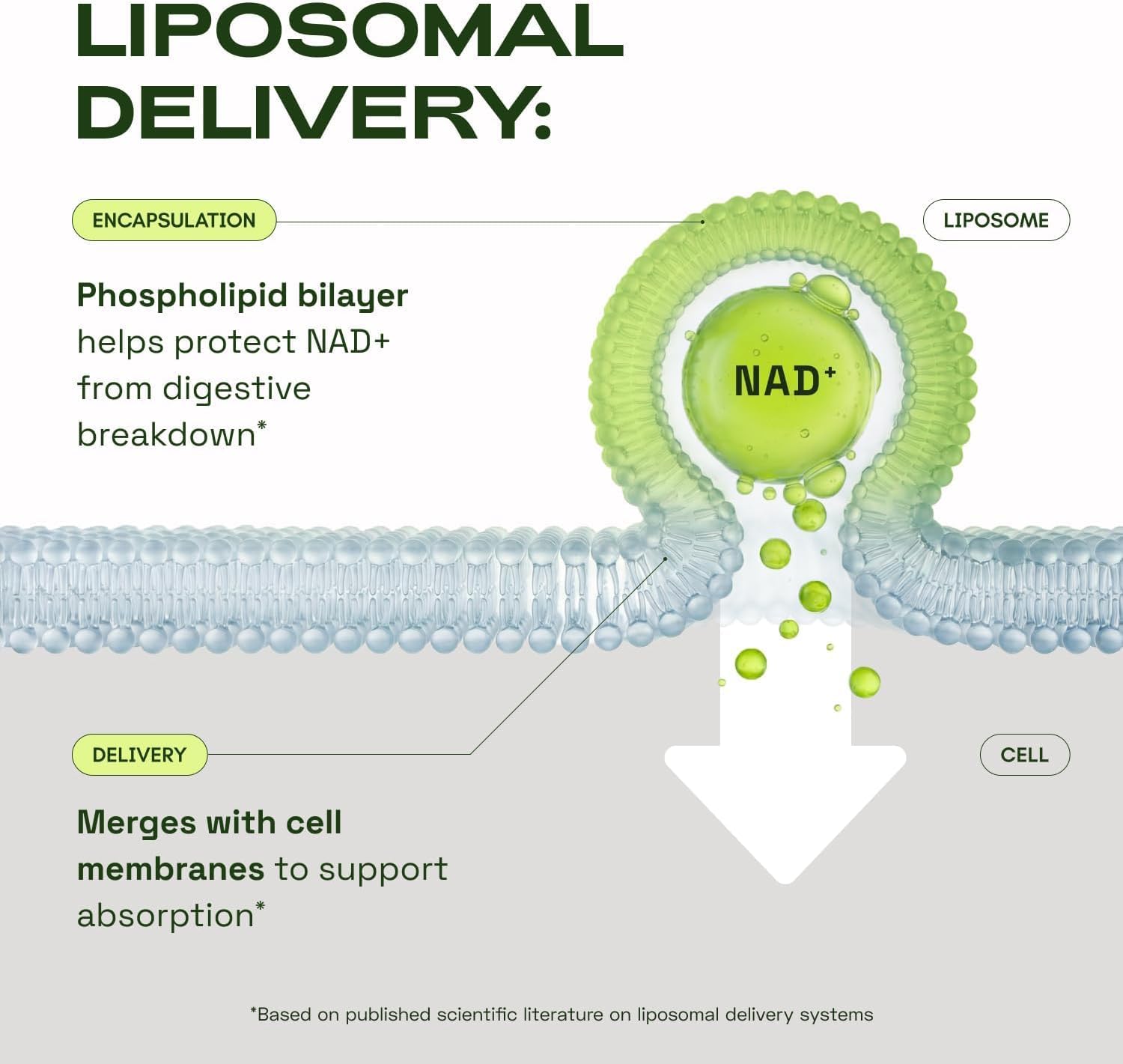 NAD CORE - Suplemento Liposomal de NAD+ - 250mg, 60 Cápsulas (30 Días)