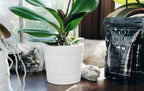 Life-Optim Apoyo Terminal para Perros y Gatos – 100% Natural – 200g