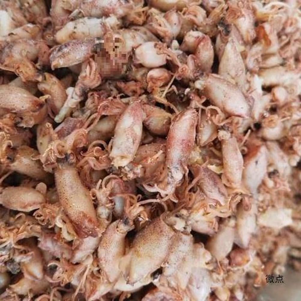 Dried Squid Cuttlefish Moyuzai (500g)