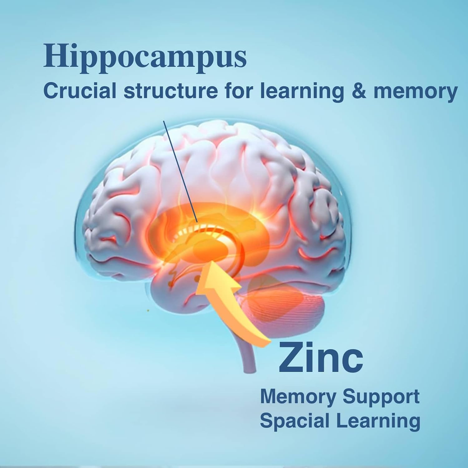 OPTINOURISH Suplemento Cerebral para Memoria y Enfoque – Nootrópico para Adultos, 120 Cápsulas