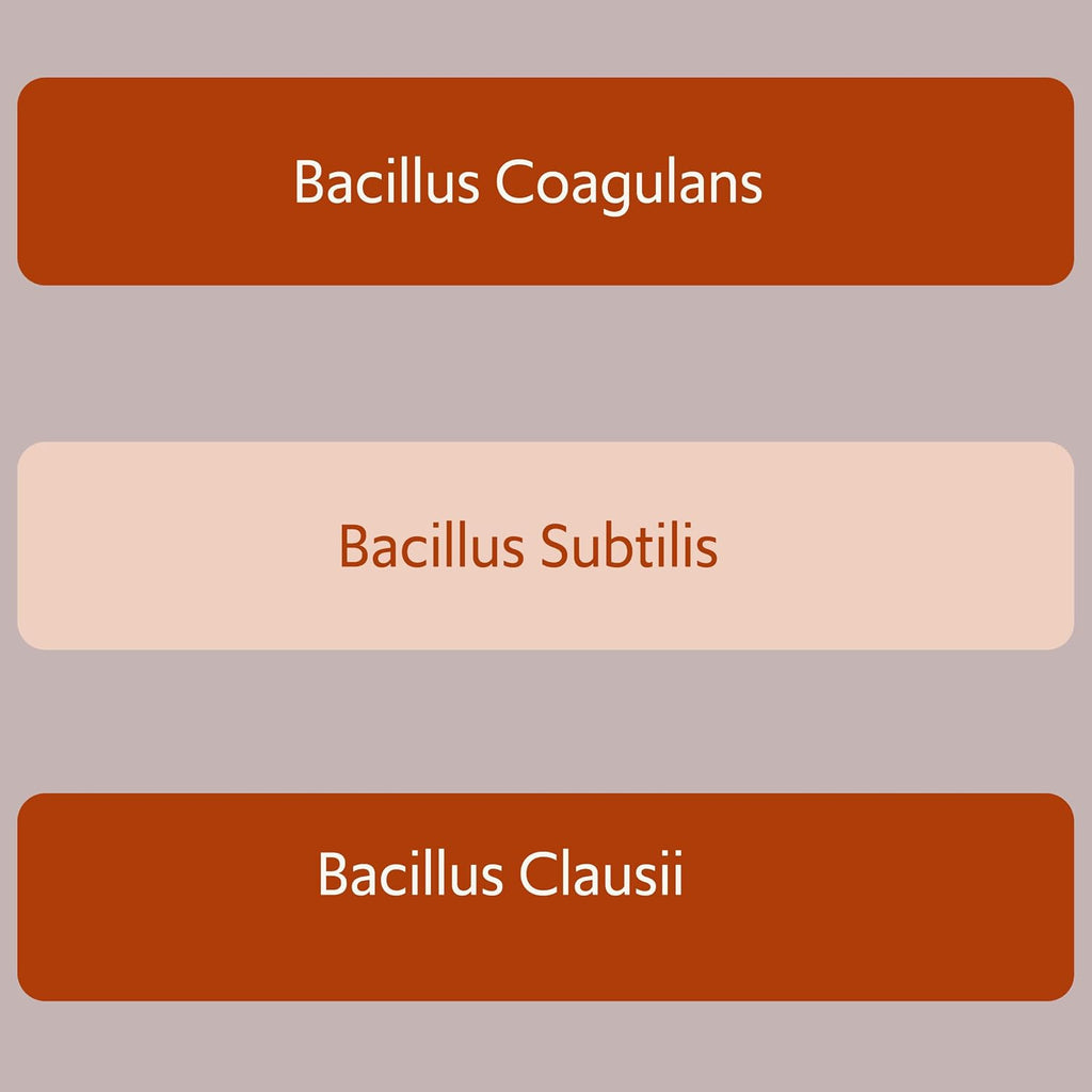 Bacillus B3 Probiótico de Esporas + Enzimas, 60 Cápsulas