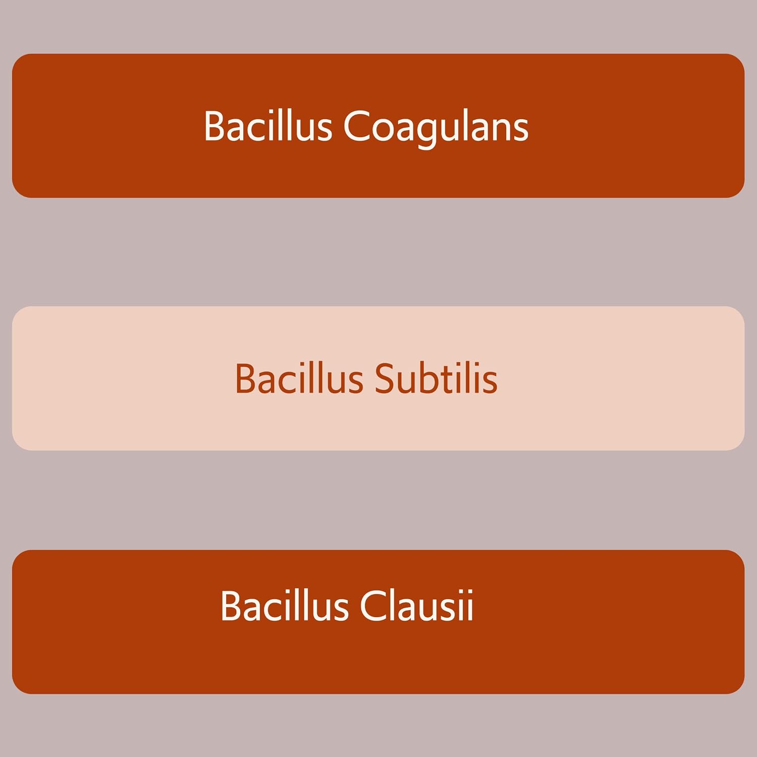 Bacillus B3 Probiótico de Esporas + Enzimas, 60 Cápsulas