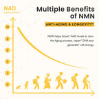 Enprotess NMN Sublingual 500mg - 120 Comprimidos (Suministro para 120 Días)