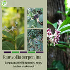 Morsan Healthcare Sarpgandha (Rauwolfia serpentina) 500 mg Cápsulas Veganas - Pack de 2 (120 Cápsulas)