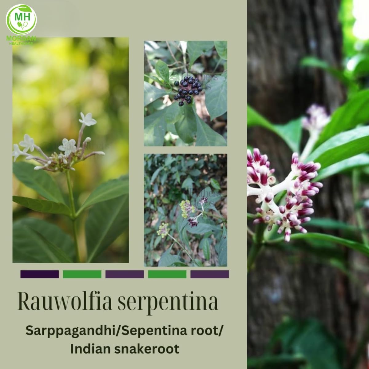 Morsan Healthcare Sarpgandha (Rauwolfia serpentina) 500 mg Cápsulas Veganas - Pack de 2 (120 Cápsulas)