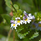 Pure Original Ingredients Eyebright, 100 Cápsulas - Suplemento Puro y sin Aditivos