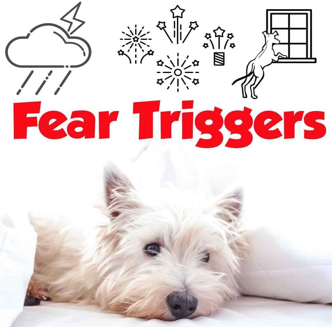 The Blissful Dog Spray de Aromaterapia Relax para Perros West Highland White Terrier - Alivia la Ansiedad Canina