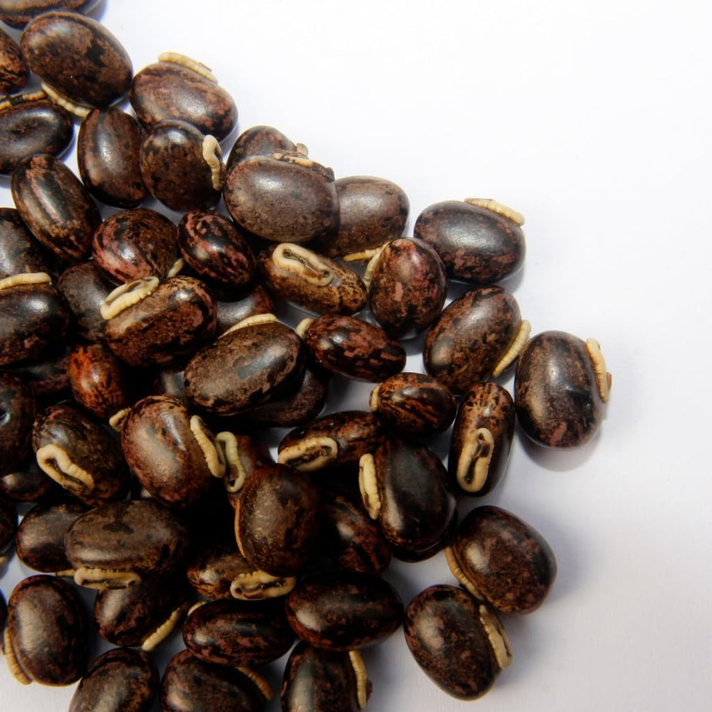 PURE ORIGINAL INGREDIENTS Mucuna Pruriens (907 g), Puro y Natural, No-GMO, Sin Gluten