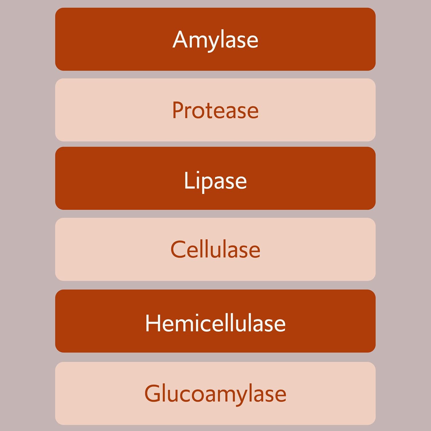 Bacillus B3 Probiótico de Esporas + Enzimas, 60 Cápsulas
