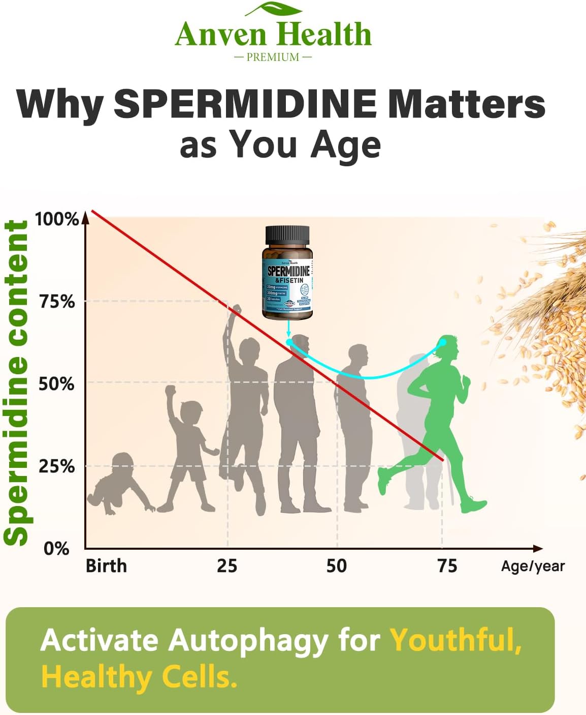 Spermidine & Fisetin - 20mg Spermidina 99% + 300mg Fisetina - 30 Cápsulas Veganas