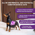 MaternityMax Vitaminas Prenatales para Perros y Gatos - Suplemento Pre y Postnatal con Probióticos, Glucosamina, MSM, CoQ10 y Vitaminas Esenciales - 90 Chews Blandos Sabor Salmón