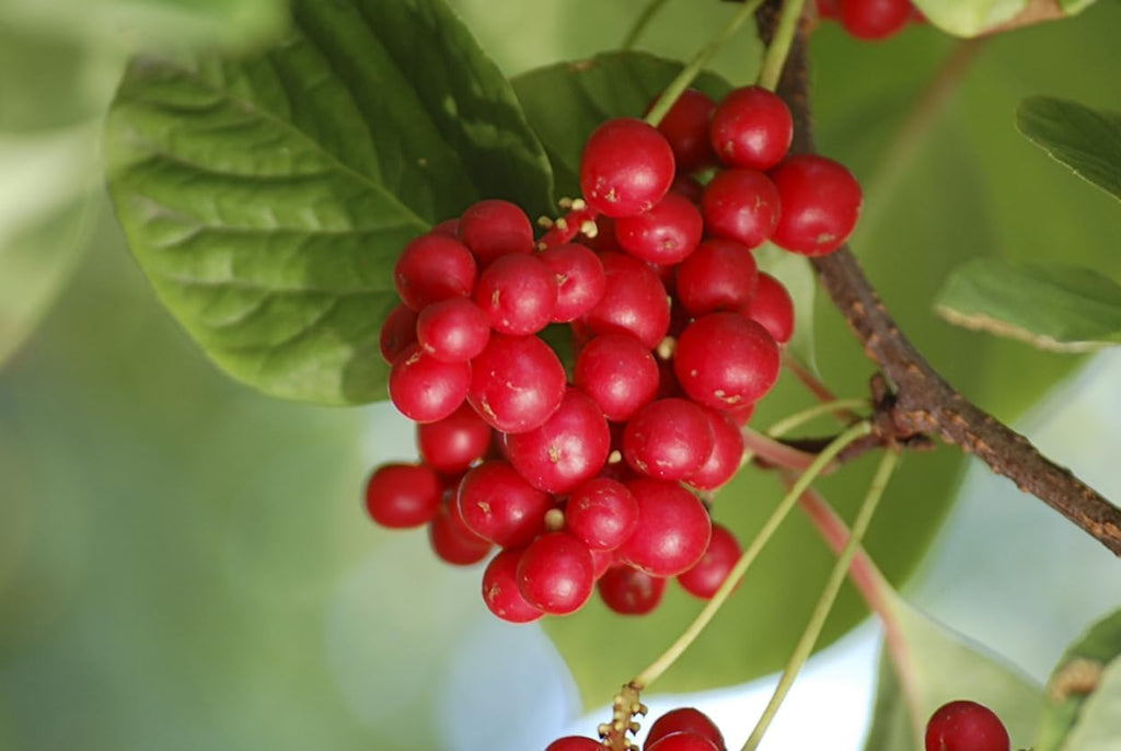 Dragon Herbs - Schizandra Cápsulas - 100 Cápsulas, 500 mg Cada una