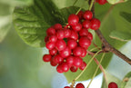 Dragon Herbs - Schizandra Cápsulas - 100 Cápsulas, 500 mg Cada una