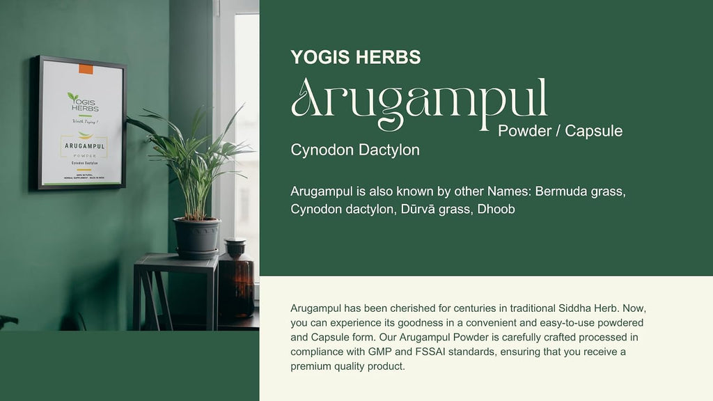 Polvo de Arugampul (Cynodon dactylon) - YOGIS HERBS - Hierba Tradicional Tamil