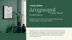 Polvo de Arugampul (Cynodon dactylon) - YOGIS HERBS - Hierba Tradicional Tamil