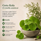 Brain Health Nootropic Supplement – Lion's Mane 200mg, Gotu Kola 200mg, Choline 80mg, Beetroots 100mg, Skullcap 400mg