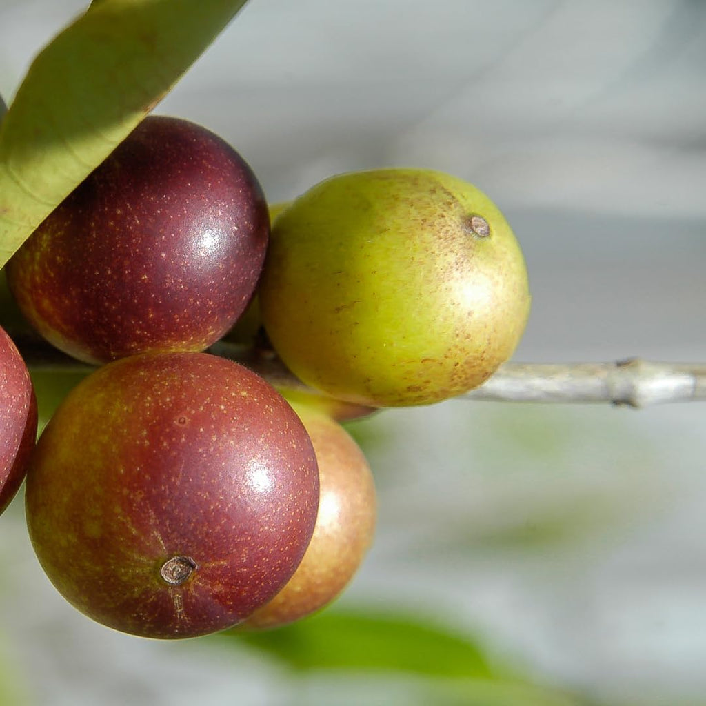 PURE ORIGINAL INGREDIENTS Polvo de Camu Camu - Fuente Natural de Vitamina C (227 g)