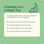 Reggie Pumpkin Probiotic Powder for Dogs | Probiótico en Polvo con Calabaza para Perros | 7 Cepas para la Salud Digestiva | 40 Dosis