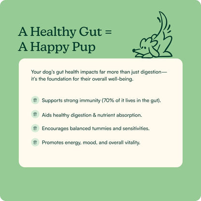 Reggie Pumpkin Probiotic Powder for Dogs | Probiótico en Polvo con Calabaza para Perros | 7 Cepas para la Salud Digestiva | – Image 3